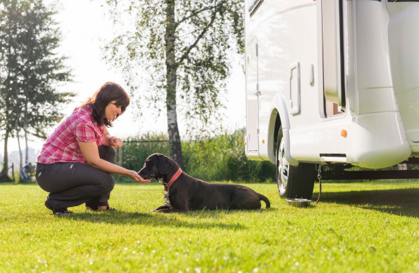 "4 paws" lead hanger pack for caravans